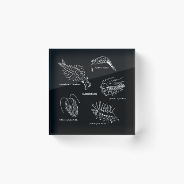 Item preview, Cambrian Life (Chalkboard Style Font) designed and sold by DavidNeffArt.