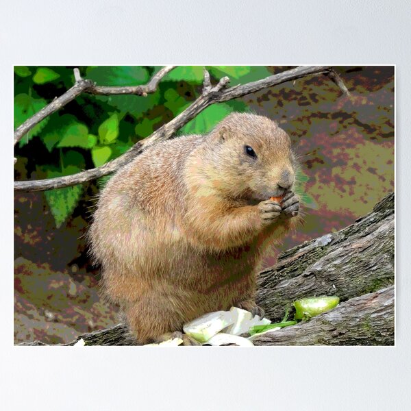 Prairie Dog #9 Poster