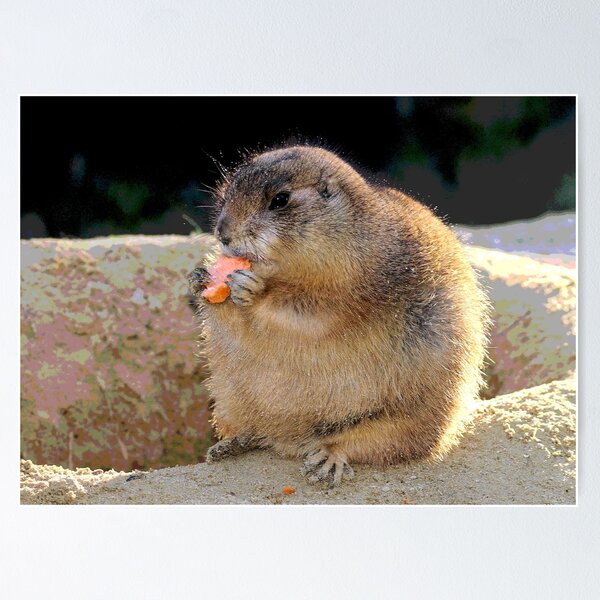 Prairie Dog #10 Poster