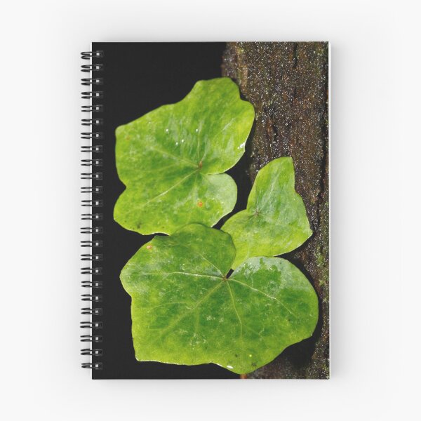 Item preview, Hedera designed and sold by Gaspar Avila.