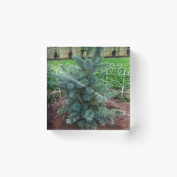 Item preview, Little Blue Pine designed and sold by PandLcreations.