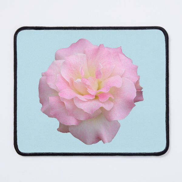 Item preview, Pale Pink Rose on Blue designed and sold by STHogan2.