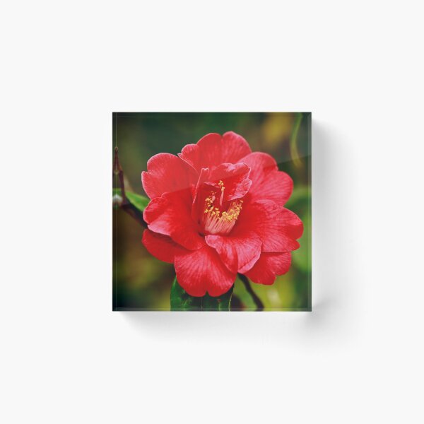 Item preview, Camellia japonica designed and sold by Gaspar Avila.