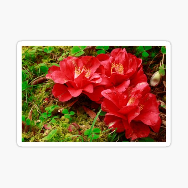 Item preview, Three camellias designed and sold by Gaspar Avila.