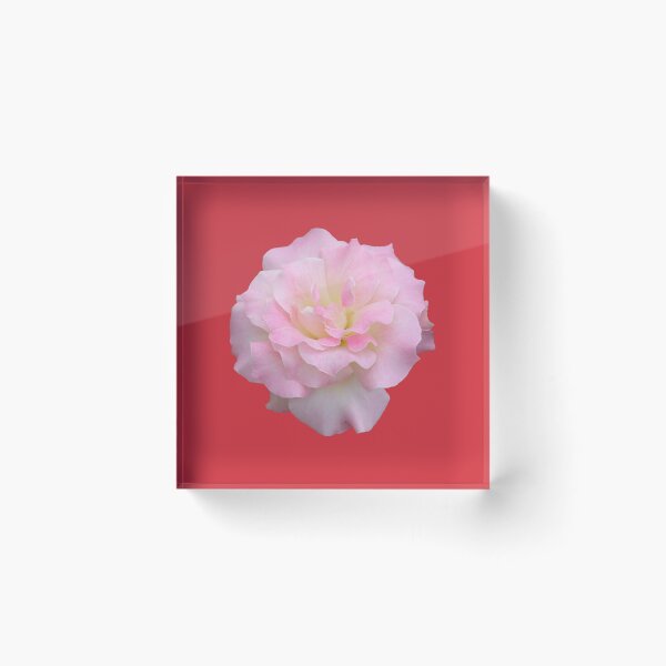 Item preview, Pale Pink Rose on Red designed and sold by STHogan2.