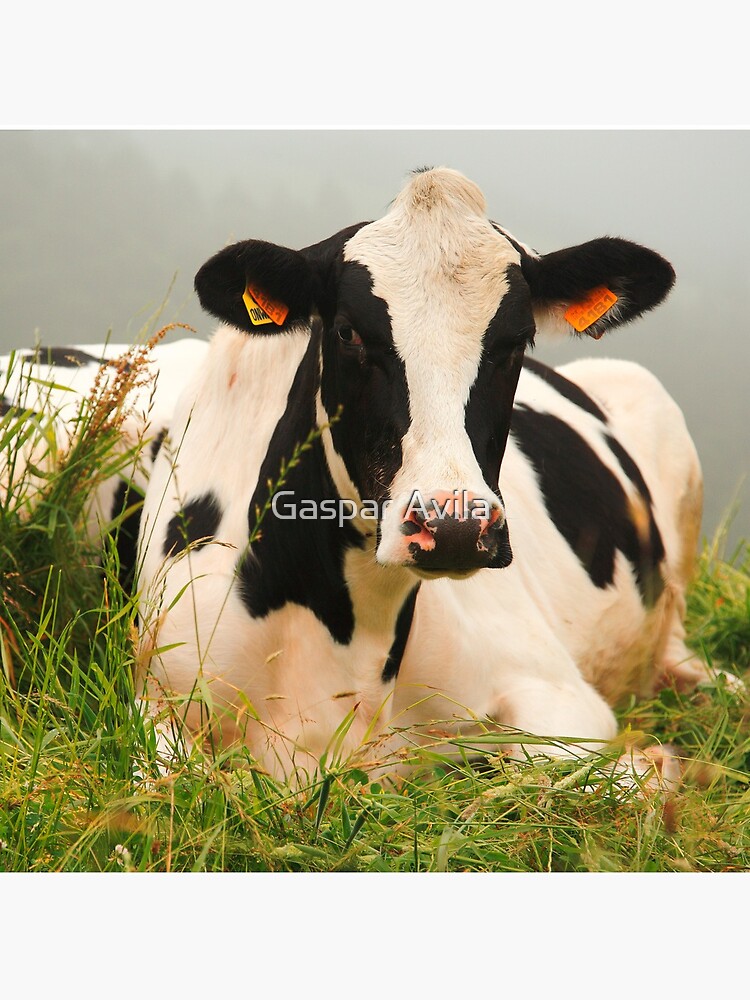 Holstein cow by gavila