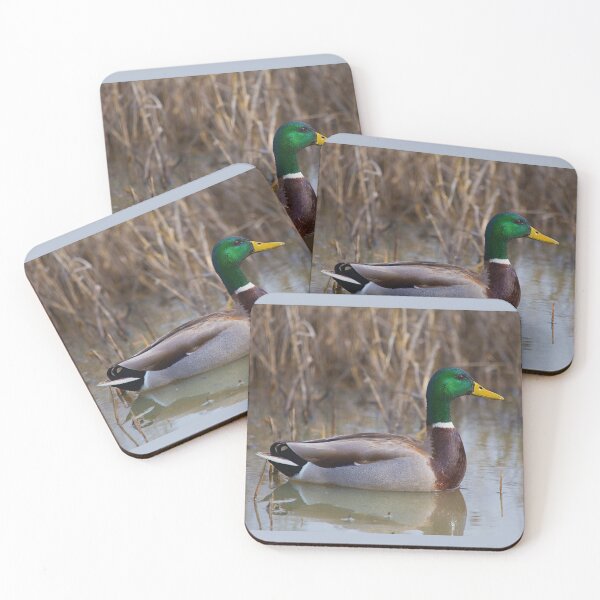 Item preview, The Beautiful Male Mallard designed and sold by CarolM.