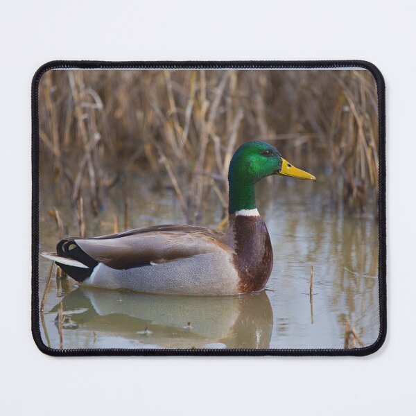 Item preview, The Beautiful Male Mallard designed and sold by CarolM.