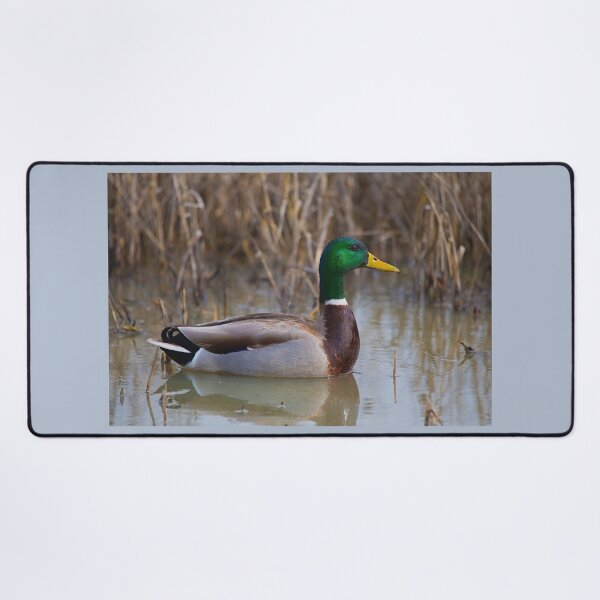 Item preview, The Beautiful Male Mallard designed and sold by CarolM.