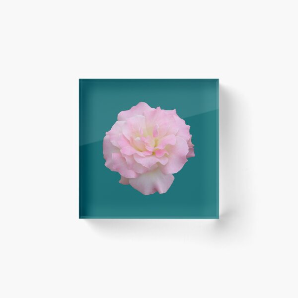 Item preview, Pale Pink Rose on Dark Green designed and sold by STHogan2.