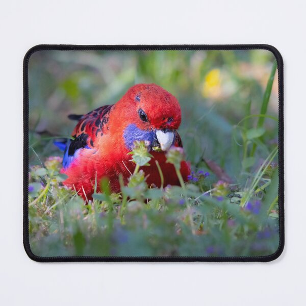 Item preview, Colourful Australian, Crimson Rosella designed and sold by Tara Smithson.