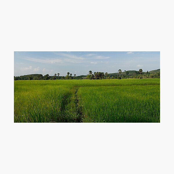 Item preview, Rice Field designed and sold by Alexander Gitlits.