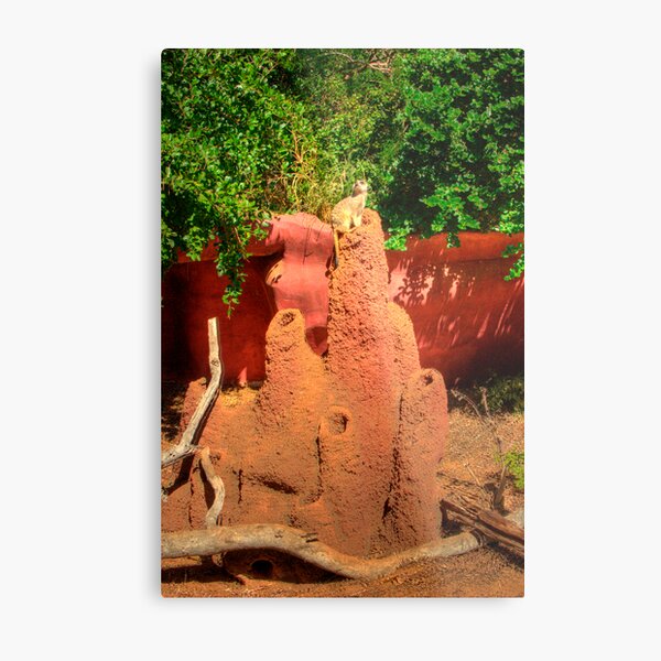 MeerKat On Guard Metal Print