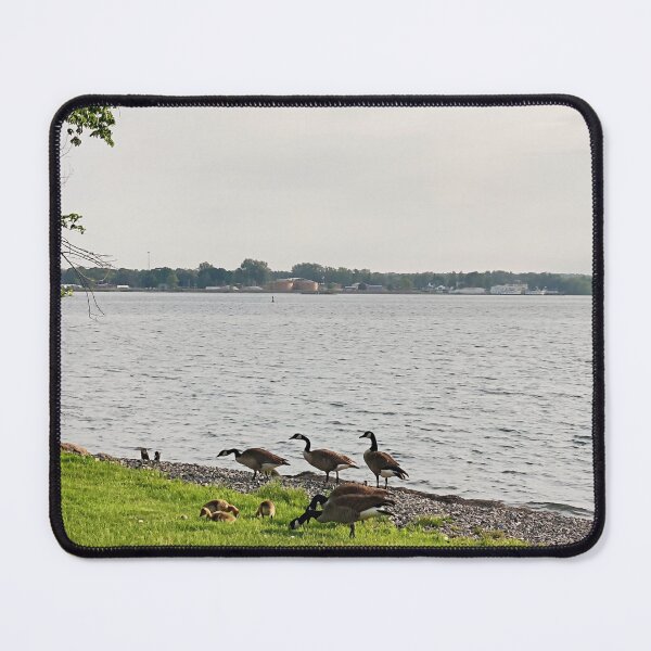 Item preview, Canada goose/Canadian goose with babies'/St Mary's river designed and sold by VeenaNair23.