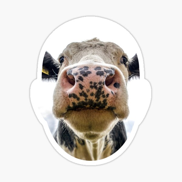 Cow in the face - Vegetarian? Sticker