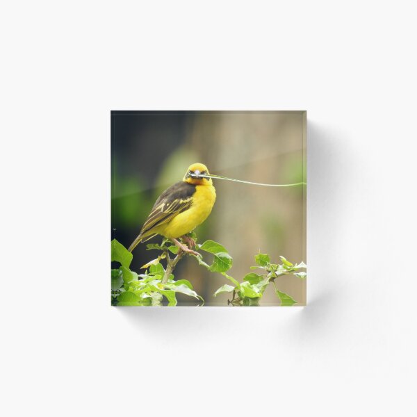 Weaver Bird Acrylic Block