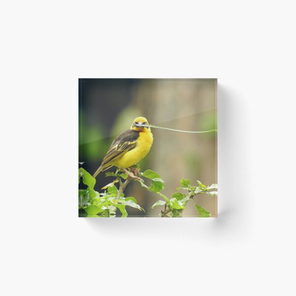 Item preview, Weaver Bird designed and sold by Martina Nicolls.