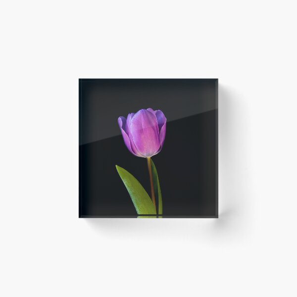 Item preview, Close up Purple tulip designed and sold by nesgalina.