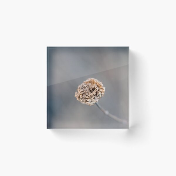 Item preview, Dried Out Wild Bergamot designed and sold by MoodandMagic.