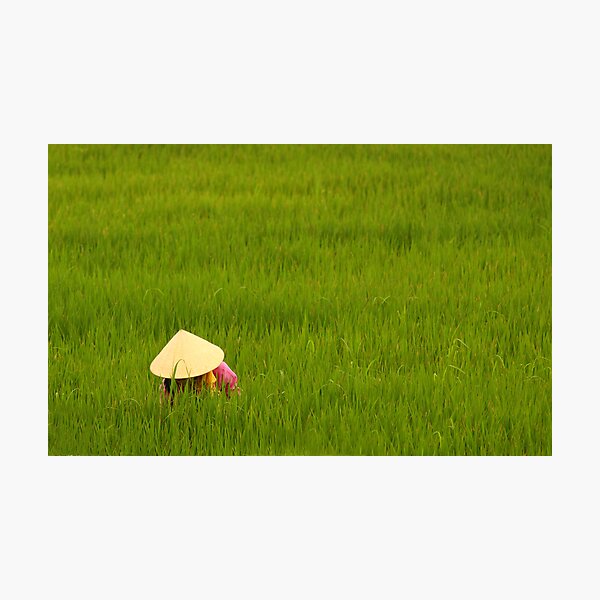 Rice Paddy-field Photographic Print
