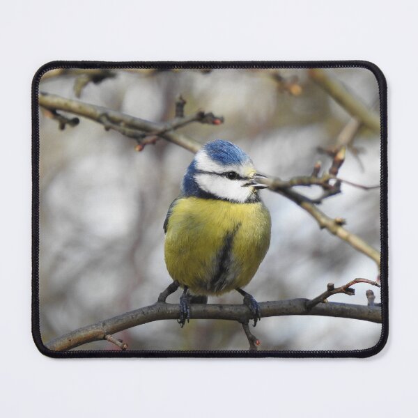 Item preview, Blue Tit close-up designed and sold by TwistedClassics.