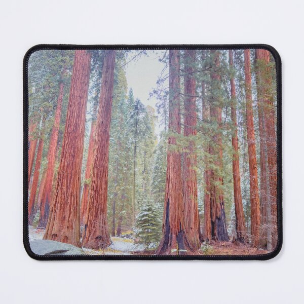 Item preview, Giant Sequoias designed and sold by jvnimages.