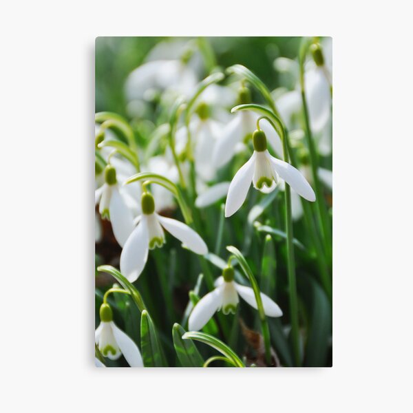 Snowdrops Canvas Print