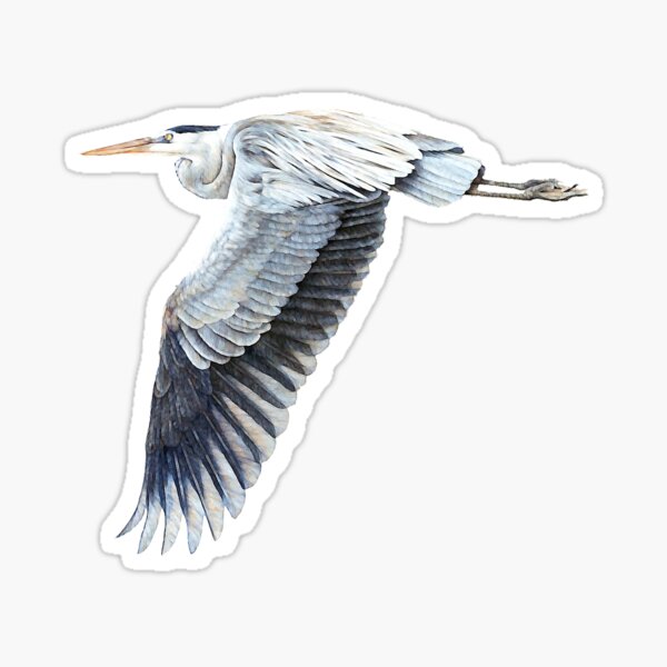Great Blue Heron Sticker