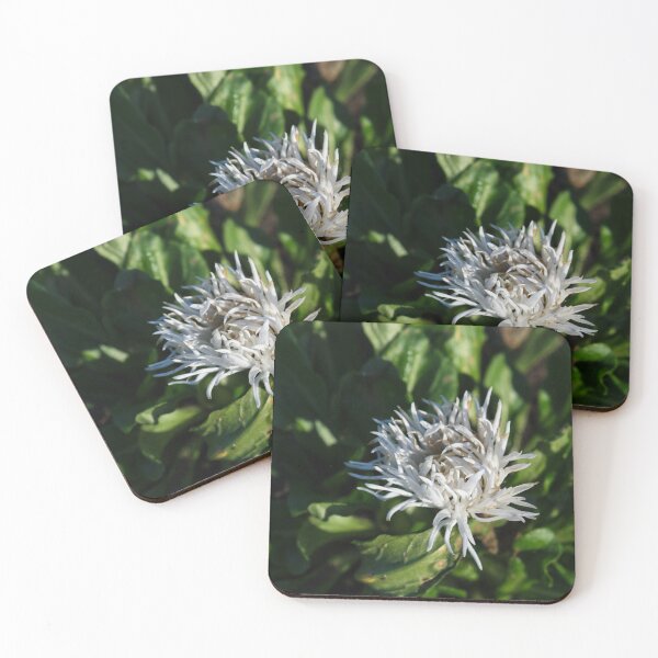 Item preview, White cornflower designed and sold by jasminewang.