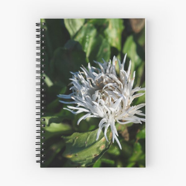 Item preview, White cornflower designed and sold by jasminewang.