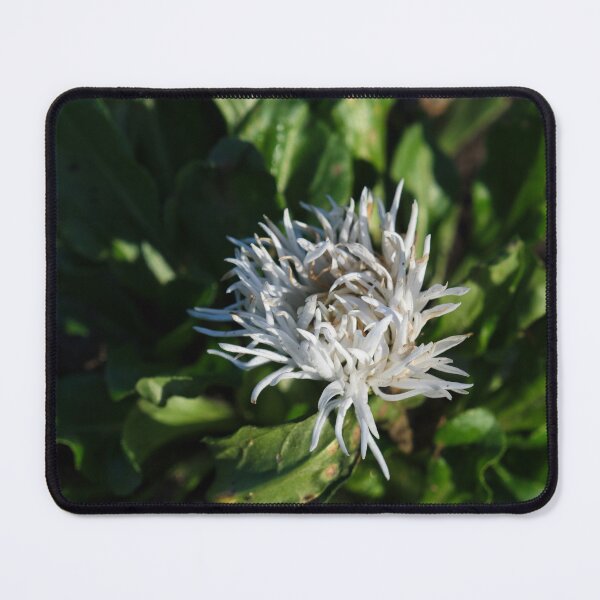 Item preview, White cornflower designed and sold by jasminewang.
