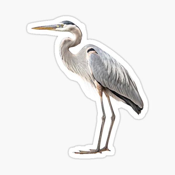 Great Blue Heron Sticker