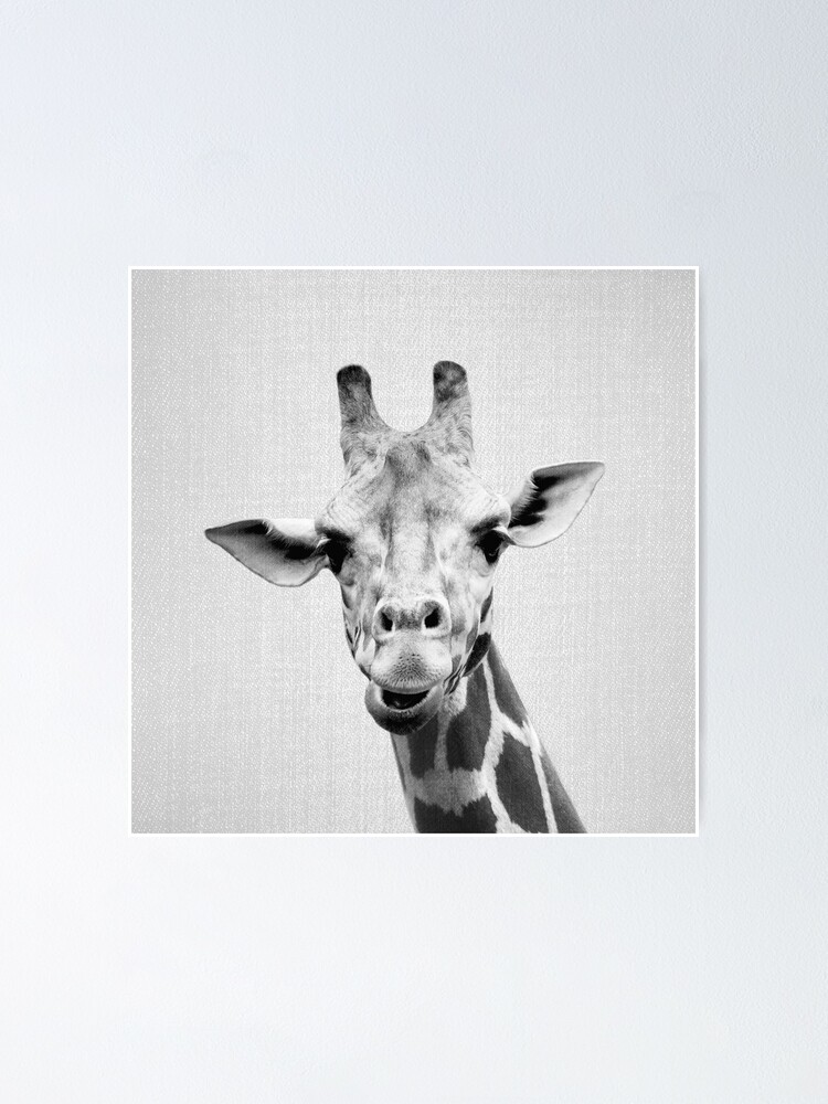 Girafe Noir et blanc Poster