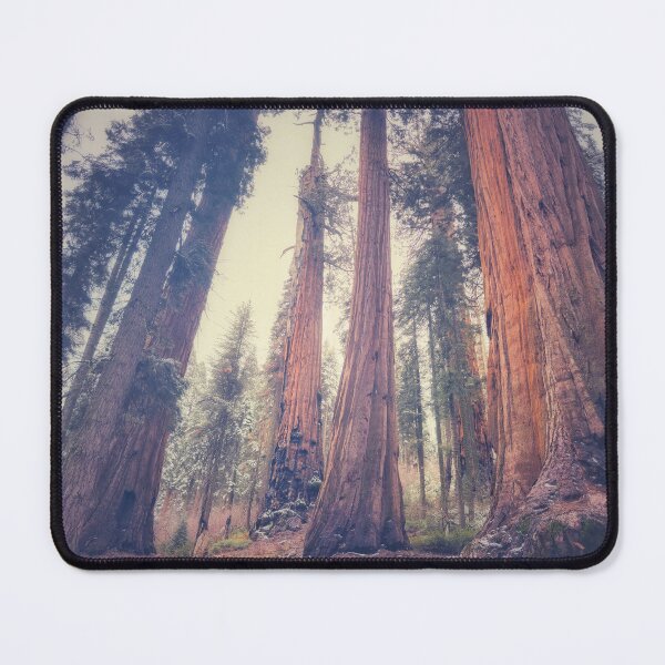 Item preview, Giant Sequoias designed and sold by jvnimages.