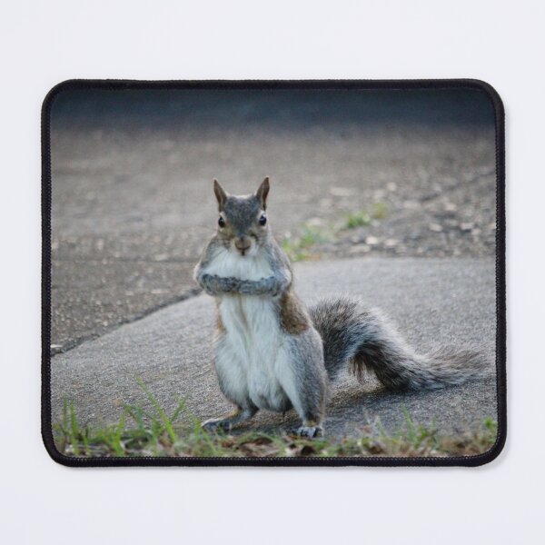 Item preview, Sweet Squirrel  designed and sold by Cynthia48.