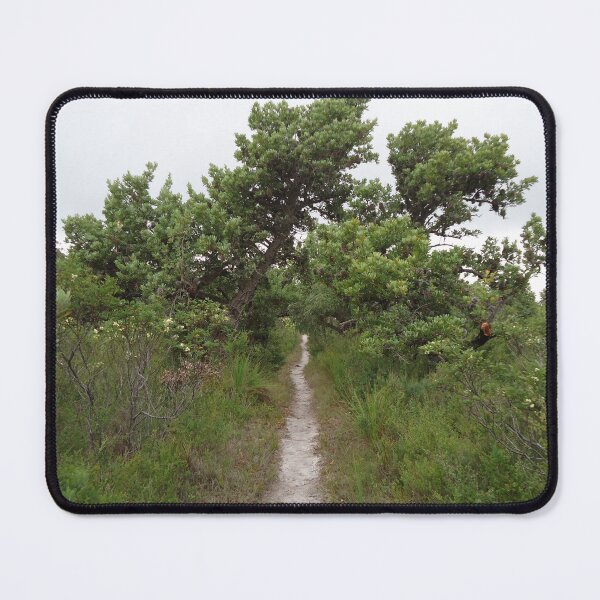 Item preview, Banksia serrata, Rocky Cape National Park, Tasmania. designed and sold by OrangeShperes.