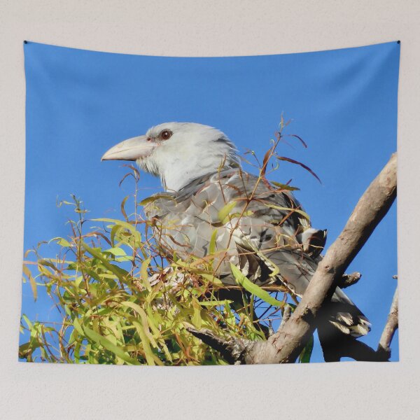 Item preview, Channel-Billed Cuckoo sitting up high designed and sold by Mark Grimsley.