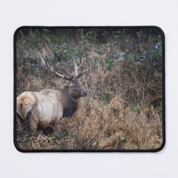 Item preview, Bull Elk designed and sold by Belinda Greb Photography.