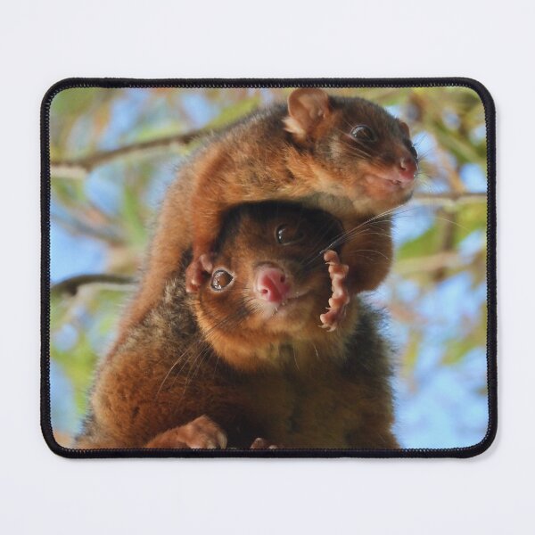 Item preview, Possum Parenthood  designed and sold by Mark Grimsley.