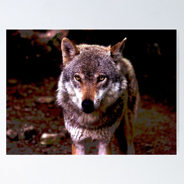Wolf #8 Poster