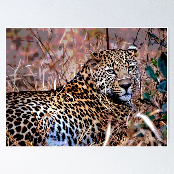Jaguar Poster