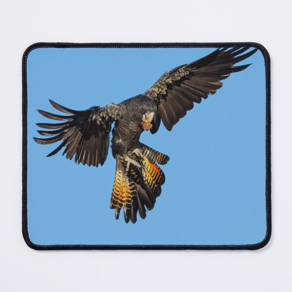 Item preview, Red-tailed Black Cockatoo Landing designed and sold by Peter Caddy.