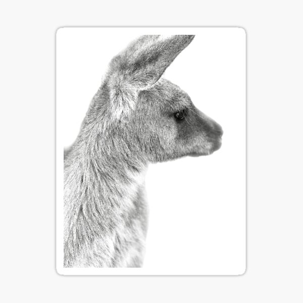 Kangaroo portrait in black and white  Sticker