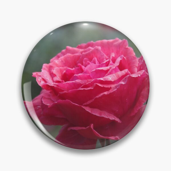 Item preview, Deep Pink Garden Rose, Perth, Western Australia designed and sold by lezvee.