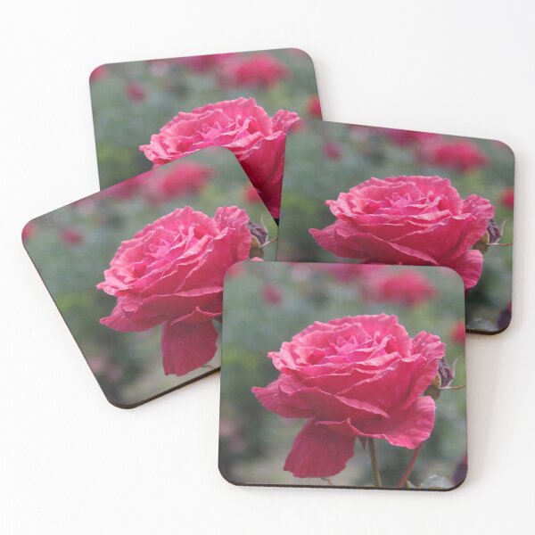 Item preview, Deep Pink Garden Rose, Perth, Western Australia designed and sold by lezvee.
