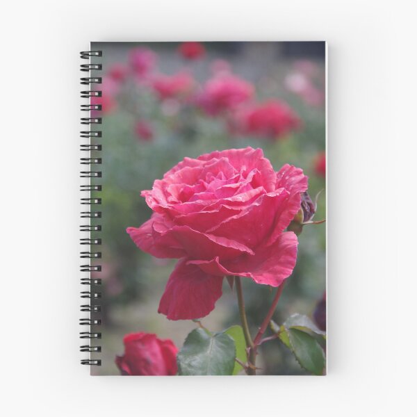 Item preview, Deep Pink Garden Rose, Perth, Western Australia designed and sold by lezvee.