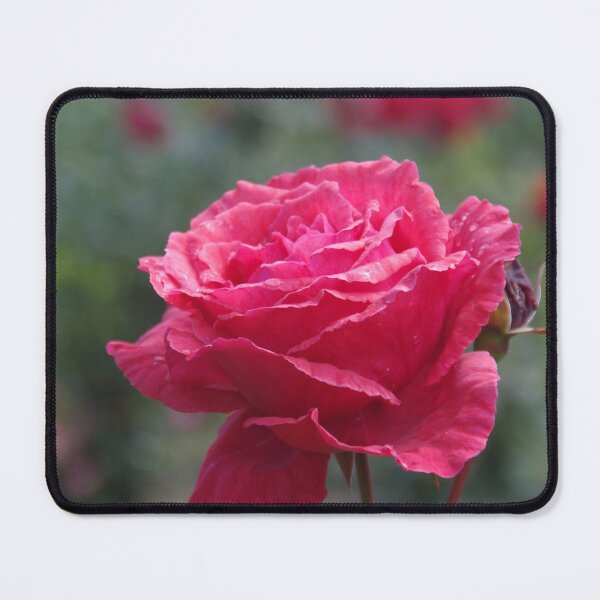 Item preview, Deep Pink Garden Rose, Perth, Western Australia designed and sold by lezvee.