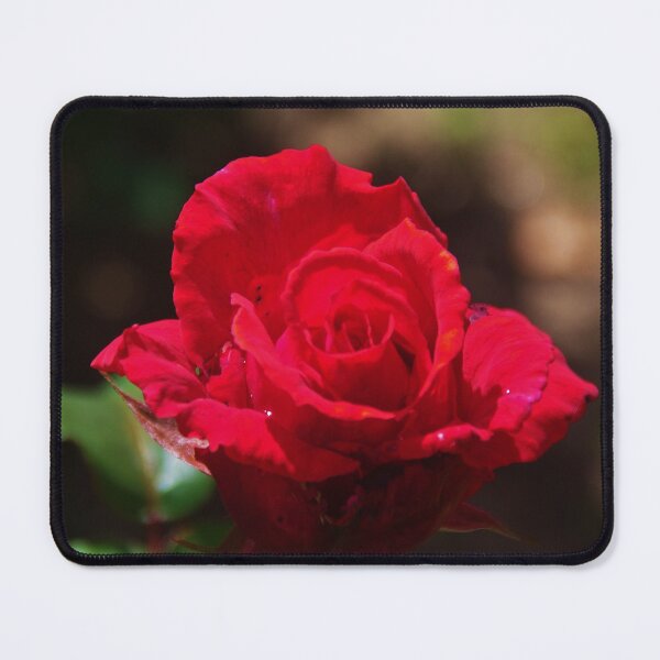 Item preview, Garden Rose, Perth WA designed and sold by lezvee.