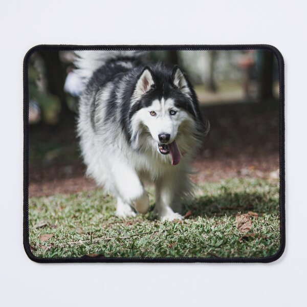 Item preview, Cute Fluffy Alaskan Malamute Dog  designed and sold by VanGaldo.