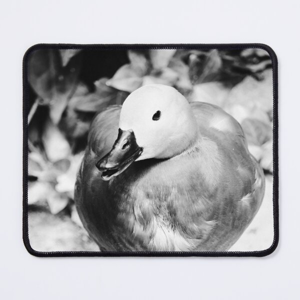 Item preview, Ringed Duck Jerez Zoo Black and White Vertical designed and sold by eddiebarronshop.